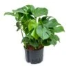 Monstera Deliciosa - HydroCare 2 Monstera Deliciosa - HydroCare -Plant Promotion Store Monstera deliciosa Hydroculture Indoor Plant