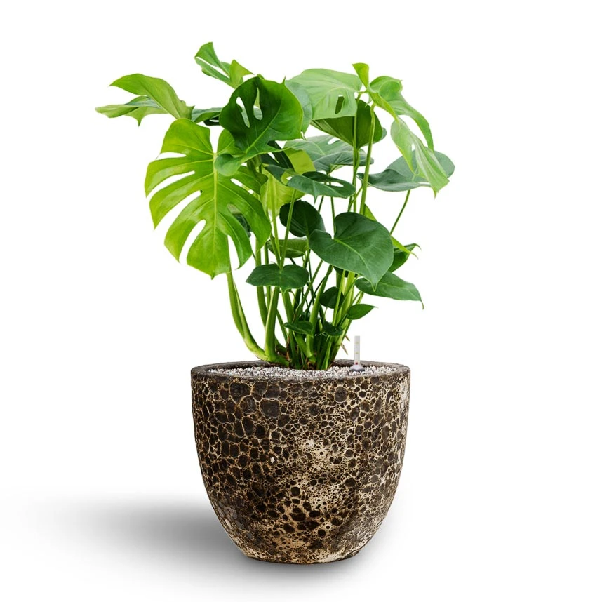 Lava Couple Relic Planter - Black 14 Lava Couple Relic Planter - Black - Image 12