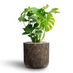 Luxe Lite Waterfall Cylinder Planter - Bronze -Plant Promotion Store Monstera deliciosa Hydroculture Luxe Lite Waterfall Cylinder Planter Bronze 05793a49 d1a0 463b 8e75 c15fa652684a