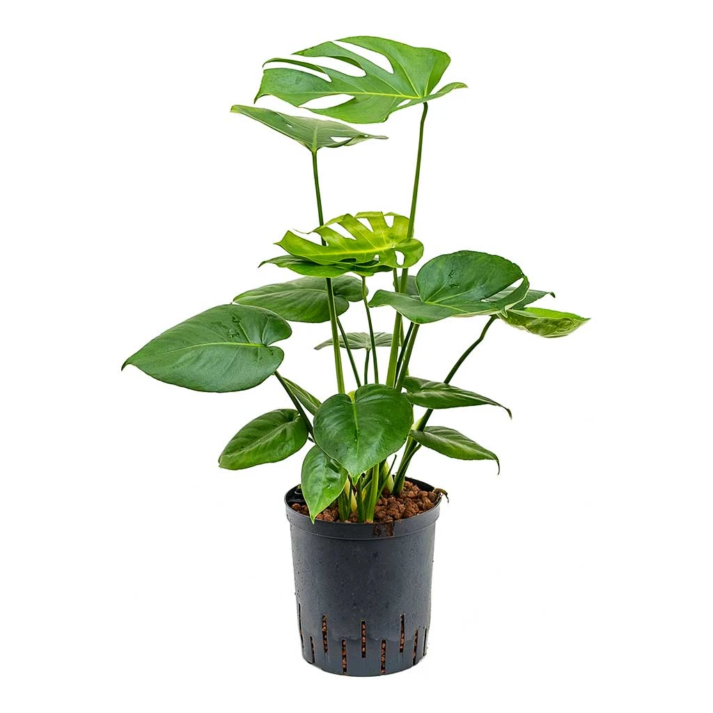 Monstera Deliciosa - HydroCare 10 Monstera Deliciosa - HydroCare - Image 8