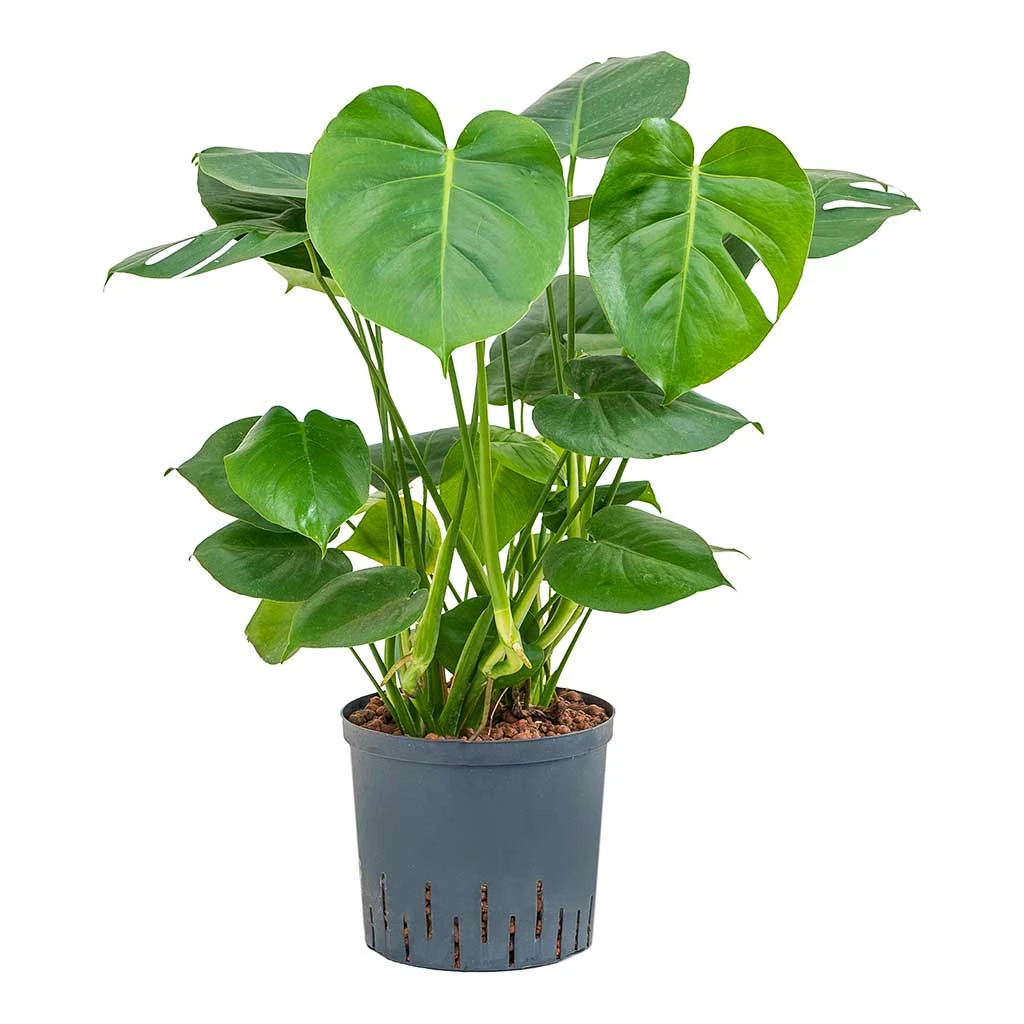 Monstera Deliciosa - HydroCare 7 Monstera Deliciosa - HydroCare - Image 5