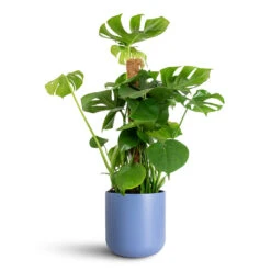 Lisbon Plant Pot - Powder Blue -Plant Promotion Store Monstera deliciosa Moss Pole 19x80cm Lisbon Pot Powder Blue 24x24cm