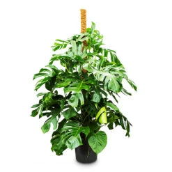 Monstera Deliciosa - Swiss Cheese Plant - Moss Pole 34 Monstera Deliciosa - Swiss Cheese Plant - Moss Pole -Plant Promotion Store Monstera deliciosa Moss Pole 38x170cm