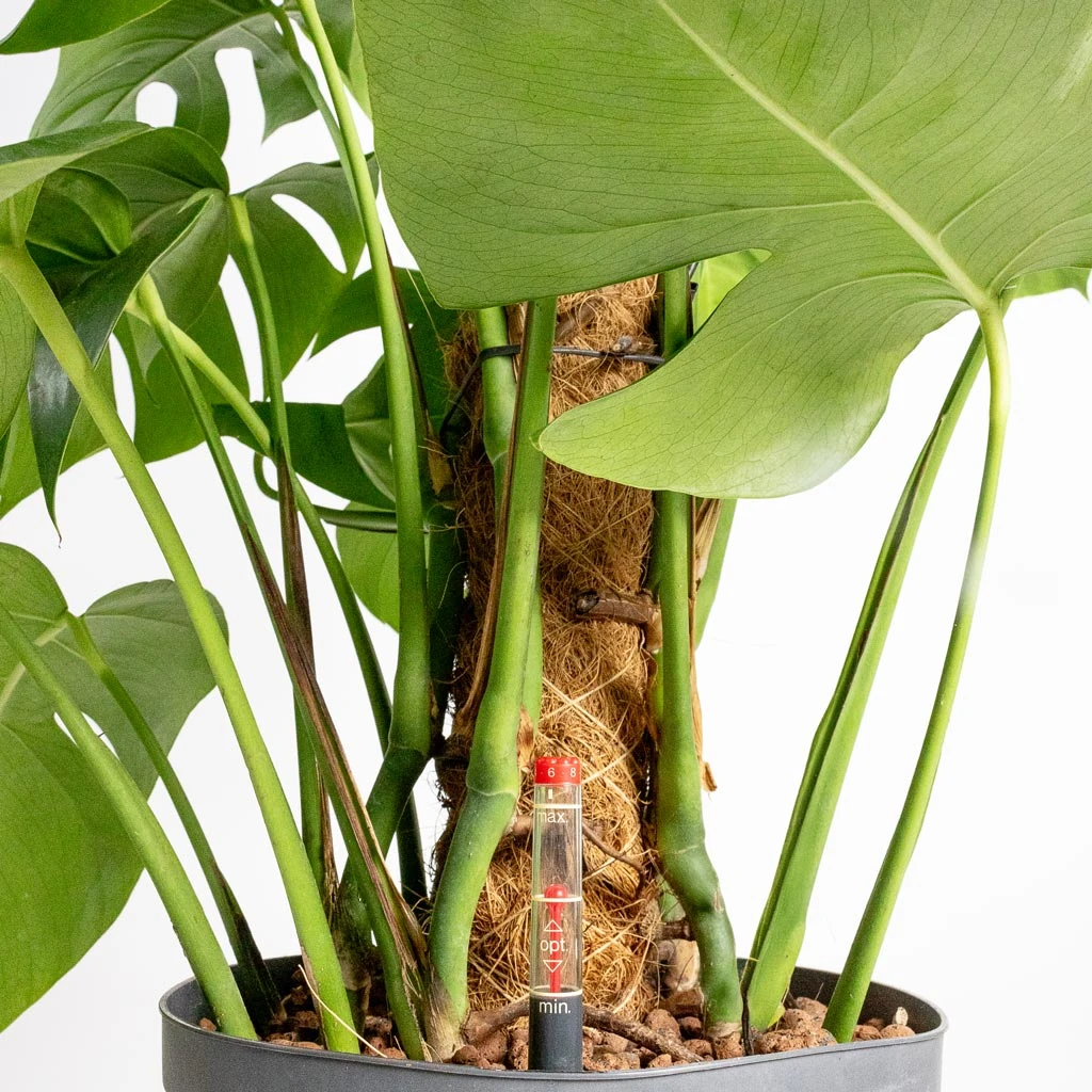 Monstera Deliciosa - Moss Pole - HydroCare 4 Monstera Deliciosa - Moss Pole - HydroCare - Image 2