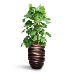 Monstera Deliciosa - Moss Pole - HydroCare 19 Monstera Deliciosa - Moss Pole - HydroCare -Plant Promotion Store Monstera deliciosa Moss Pole HydroCare Gradient Lee Partner Planter Matt Coffee