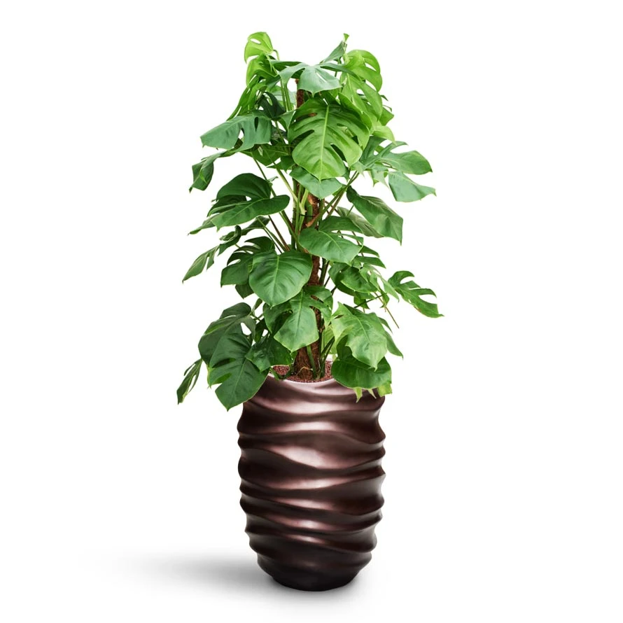 Monstera Deliciosa - Moss Pole - HydroCare 9 Monstera Deliciosa - Moss Pole - HydroCare - Image 7