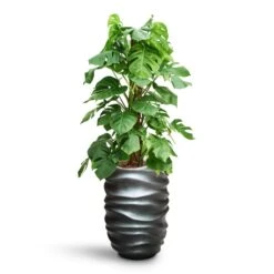 Monstera Deliciosa - Moss Pole - HydroCare 21 Monstera Deliciosa - Moss Pole - HydroCare -Plant Promotion Store Monstera deliciosa Moss Pole HydroCare Gradient Lee Partner Planter Matt Grey