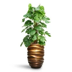 Monstera Deliciosa - Moss Pole - HydroCare 22 Monstera Deliciosa - Moss Pole - HydroCare -Plant Promotion Store Monstera deliciosa Moss Pole HydroCare Gradient Lee Partner Planter Matt Honey