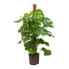 Monstera Deliciosa - Moss Pole - HydroCare -Plant Promotion Store Monstera deliciosa Moss Pole Hydroculture Indoor Plant