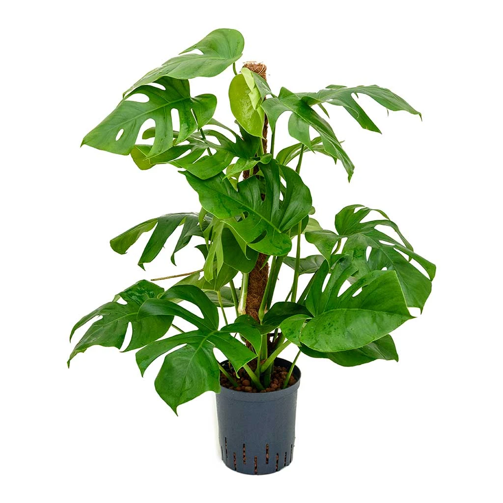 Monstera Deliciosa - Moss Pole - HydroCare 7 Monstera Deliciosa - Moss Pole - HydroCare - Image 5