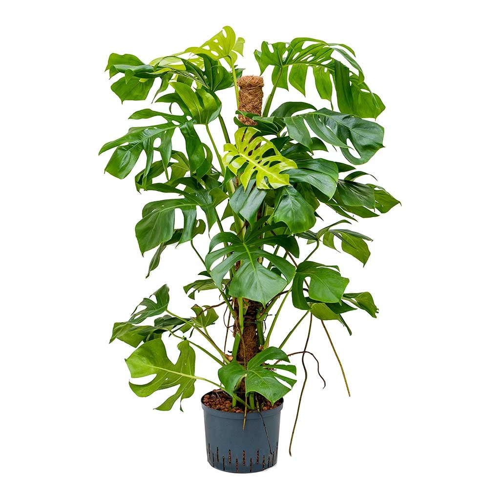Monstera Deliciosa - Moss Pole - HydroCare 8 Monstera Deliciosa - Moss Pole - HydroCare - Image 6