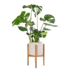 Monstera Deliciosa - Swiss Cheese Plant -Plant Promotion Store Monstera deliciosa Swiss Cheese Plant 17x60cm Anzio Plant Pot with Wooden Stand Stone White 24x24cm