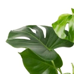 Monstera Deliciosa - Swiss Cheese Plant -Plant Promotion Store Monstera deliciosa Swiss Cheese Plant 17x65cm 2