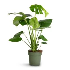 Monstera Deliciosa - Swiss Cheese Plant -Plant Promotion Store Monstera deliciosa Swiss Cheese Plant 17x65cm