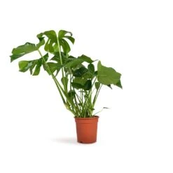 Monstera Deliciosa - Swiss Cheese Plant -Plant Promotion Store Monstera deliciosa Swiss Cheese Plant 21x70cm