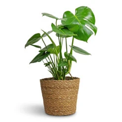 Igmar Plant Basket - Natural -Plant Promotion Store Monstera deliciosa Swiss Cheese Plant 21x70cm Igmar Plant Basket Natural 26x23cm 4ec2639e 118d 4091 b91d efd17ad441bb