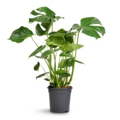 Monstera Deliciosa - Swiss Cheese Plant -Plant Promotion Store Monstera deliciosa Swiss Cheese Plant 21x80cm 2