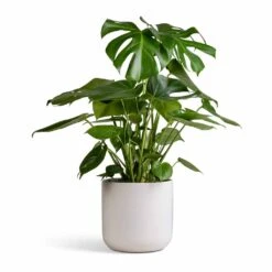 Lisbon Plant Pot - White -Plant Promotion Store Monstera deliciosa Swiss Cheese Plant 21x80cm Lisbon Plant Pot White 24x24cm
