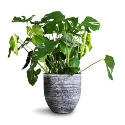 Monstera Deliciosa - Swiss Cheese Plant -Plant Promotion Store Monstera deliciosa Swiss Cheese Plant 30x80cm Cas Plant Pot Anthracite 39x36cm