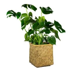 Kobe Bamboo Planter -Plant Promotion Store Monstera deliciosa Swiss Cheese Plant Kobe Bamboo Planter plant pot 765e3818 43e1 4b9d 9b03 2092a9d1c5a8