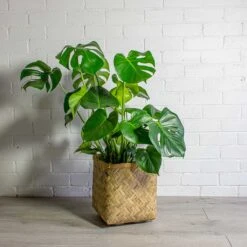 Kobe Bamboo Planter -Plant Promotion Store Monstera deliciosa Swiss Cheese Plant Kobe Bamboo Planter 6a2e9ebb 737e 4d33 8b5d fd369e254c1f