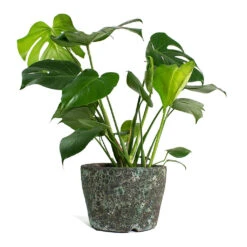 Monstera Deliciosa - Swiss Cheese Plant -Plant Promotion Store Monstera deliciosa Swiss Cheese Plant Lava Couple Straight Relic Planter Jade e10d5cdf 9ed7 4c96 9da4 a09fccb68194