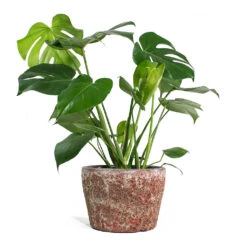 Monstera Deliciosa - Swiss Cheese Plant -Plant Promotion Store Monstera deliciosa Swiss Cheese Plant Lava Couple Straight Relic Planter Pink 1c570f30 76d0 4e5f 8efc e6db177ddf6c