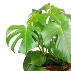 Monstera Deliciosa - Moss Pole - HydroCare 15 Monstera Deliciosa - Moss Pole - HydroCare -Plant Promotion Store Monstera deliciosa Swiss Cheese Plant Leaves b8e99950 1f87 4732 936f d5030097bfc4