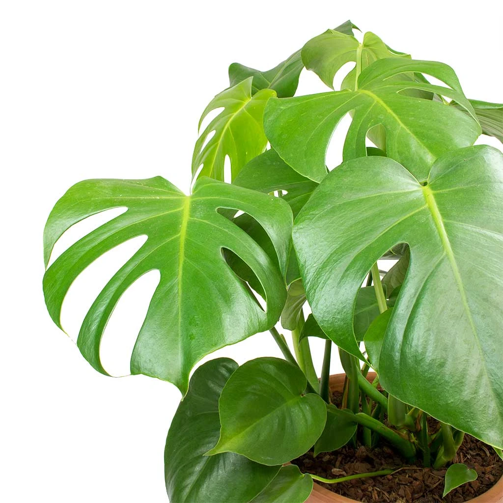 Monstera Deliciosa - Moss Pole - HydroCare 5 Monstera Deliciosa - Moss Pole - HydroCare - Image 3