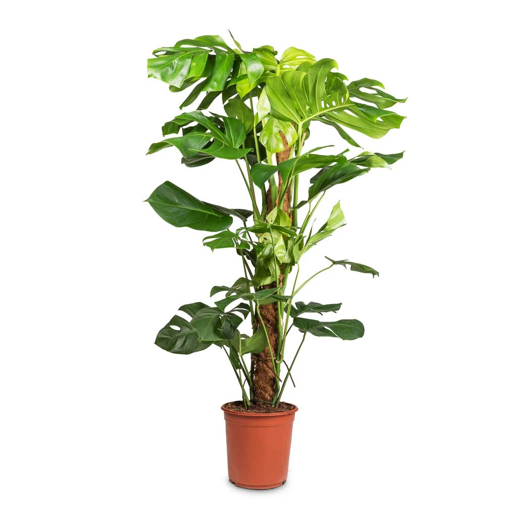 Monstera Deliciosa - Swiss Cheese Plant - Moss Pole 7 Monstera Deliciosa - Swiss Cheese Plant - Moss Pole - Image 5