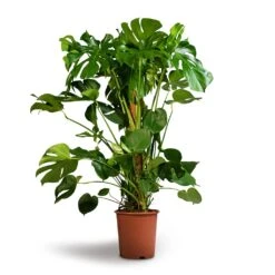 Monstera Deliciosa - Swiss Cheese Plant - Moss Pole 21 Monstera Deliciosa - Swiss Cheese Plant - Moss Pole -Plant Promotion Store Monstera deliciosa Swiss Cheese Plant Moss Pole 27x120cm 1
