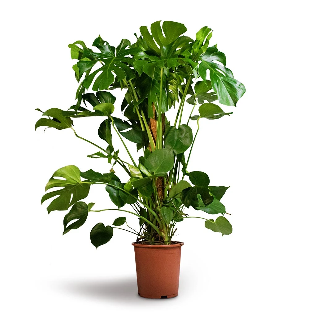 Monstera Deliciosa - Swiss Cheese Plant - Moss Pole 5 Monstera Deliciosa - Swiss Cheese Plant - Moss Pole - Image 3