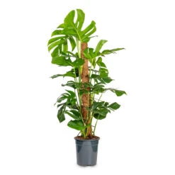 Monstera Deliciosa - Swiss Cheese Plant - Moss Pole 26 Monstera Deliciosa - Swiss Cheese Plant - Moss Pole -Plant Promotion Store Monstera deliciosa Swiss Cheese Plant Moss Pole 27x120cm