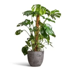 Monstera Deliciosa - Swiss Cheese Plant - Moss Pole 30 Monstera Deliciosa - Swiss Cheese Plant - Moss Pole -Plant Promotion Store Monstera deliciosa Swiss Cheese Plant Moss Pole 27x120cm Bola Artstone Plant Pot Grey 38x33cm 2