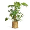 Monstera Deliciosa - Swiss Cheese Plant - Moss Pole 1 Monstera Deliciosa - Swiss Cheese Plant - Moss Pole -Plant Promotion Store Monstera deliciosa Swiss Cheese Plant Moss Pole 27x120cm Zayn Bamboo Planter 31.5x33cm 2