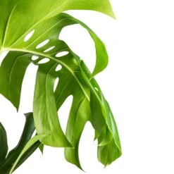 Monstera Deliciosa - Swiss Cheese Plant - Moss Pole 22 Monstera Deliciosa - Swiss Cheese Plant - Moss Pole -Plant Promotion Store Monstera deliciosa Swiss Cheese Plant Moss Pole Swatch