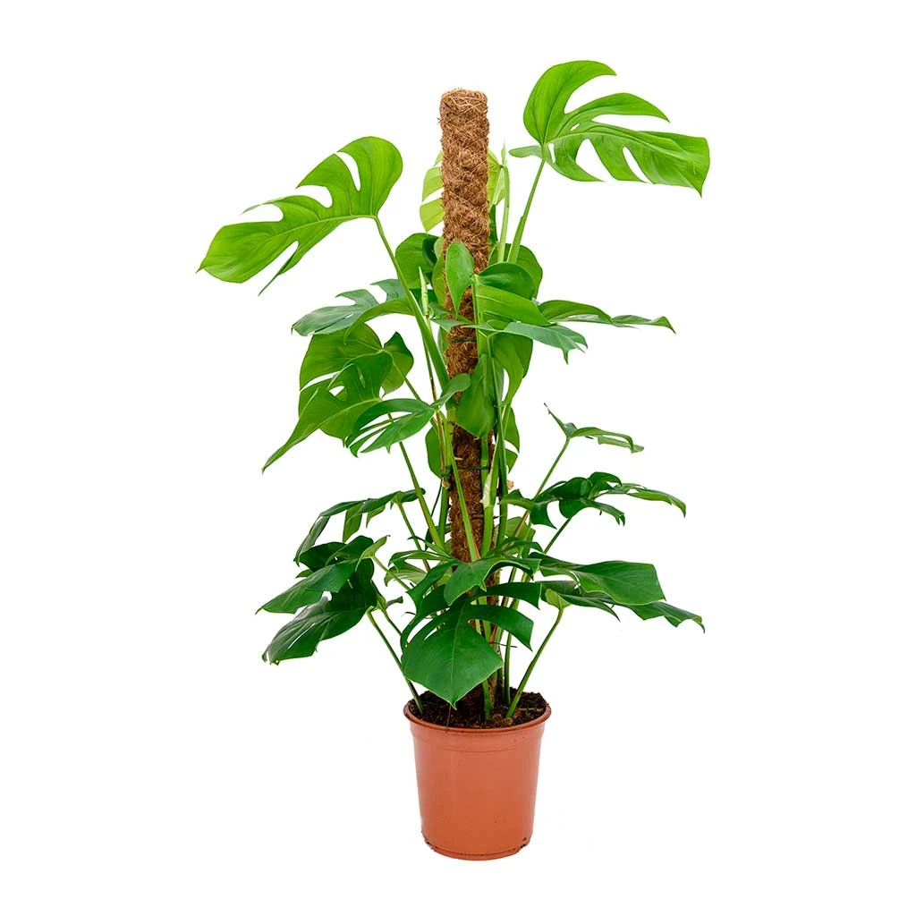Monstera Deliciosa - Swiss Cheese Plant - Moss Pole 13 Monstera Deliciosa - Swiss Cheese Plant - Moss Pole - Image 11