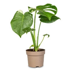 Monstera Deliciosa - Variegated Swiss Cheese Plant 16 Monstera Deliciosa - Variegated Swiss Cheese Plant -Plant Promotion Store Monstera deliciosa Variegated Swiss Cheese Plant 12x30cm