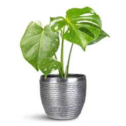 Elise Metal Plant Pot - Lead 19 Elise Metal Plant Pot - Lead -Plant Promotion Store Monstera deliciosa Variegated Swiss Cheese Plant 12x30cm Elise Metal Pot Lead 17x15cm 1