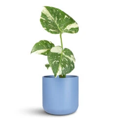 Monstera Deliciosa - Variegated Swiss Cheese Plant 15 Monstera Deliciosa - Variegated Swiss Cheese Plant -Plant Promotion Store Monstera deliciosa Variegated Swiss Cheese Plant 12x30cm Lisbon Pot Powder Blue 15x15cm