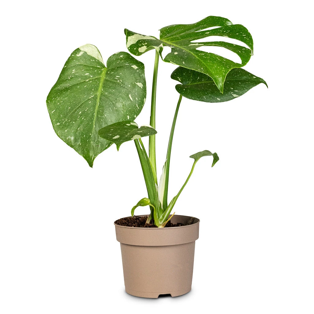 Monstera Deliciosa - Variegated Swiss Cheese Plant 8 Monstera Deliciosa - Variegated Swiss Cheese Plant - Image 6