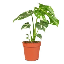 Monstera Deliciosa - Variegated Swiss Cheese Plant 14 Monstera Deliciosa - Variegated Swiss Cheese Plant -Plant Promotion Store Monstera deliciosa Variegated Swiss Cheese Plant 15x60cm