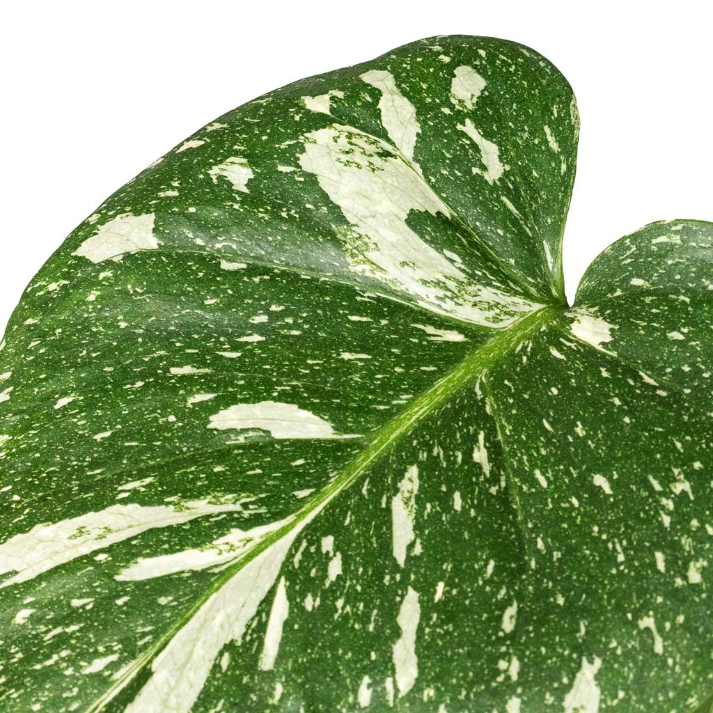 Monstera Deliciosa - Variegated Swiss Cheese Plant 5 Monstera Deliciosa - Variegated Swiss Cheese Plant - Image 3