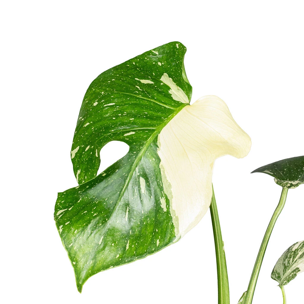 Monstera Deliciosa - Variegated Swiss Cheese Plant 4 Monstera Deliciosa - Variegated Swiss Cheese Plant - Image 2