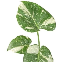 Monstera Deliciosa - Variegated Swiss Cheese Plant 19 Monstera Deliciosa - Variegated Swiss Cheese Plant -Plant Promotion Store Monstera deliciosa Variegated Swiss Cheese Plant DETAIL 4