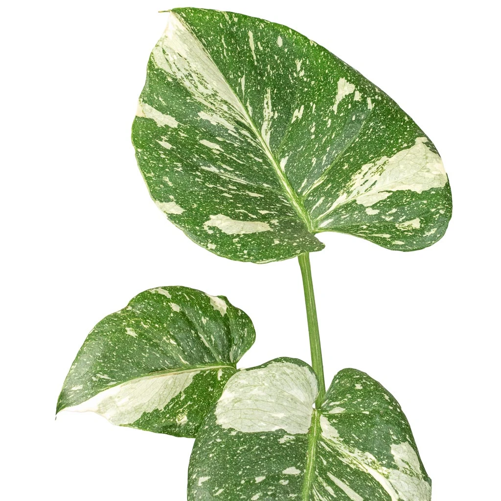 Monstera Deliciosa - Variegated Swiss Cheese Plant 11 Monstera Deliciosa - Variegated Swiss Cheese Plant - Image 9