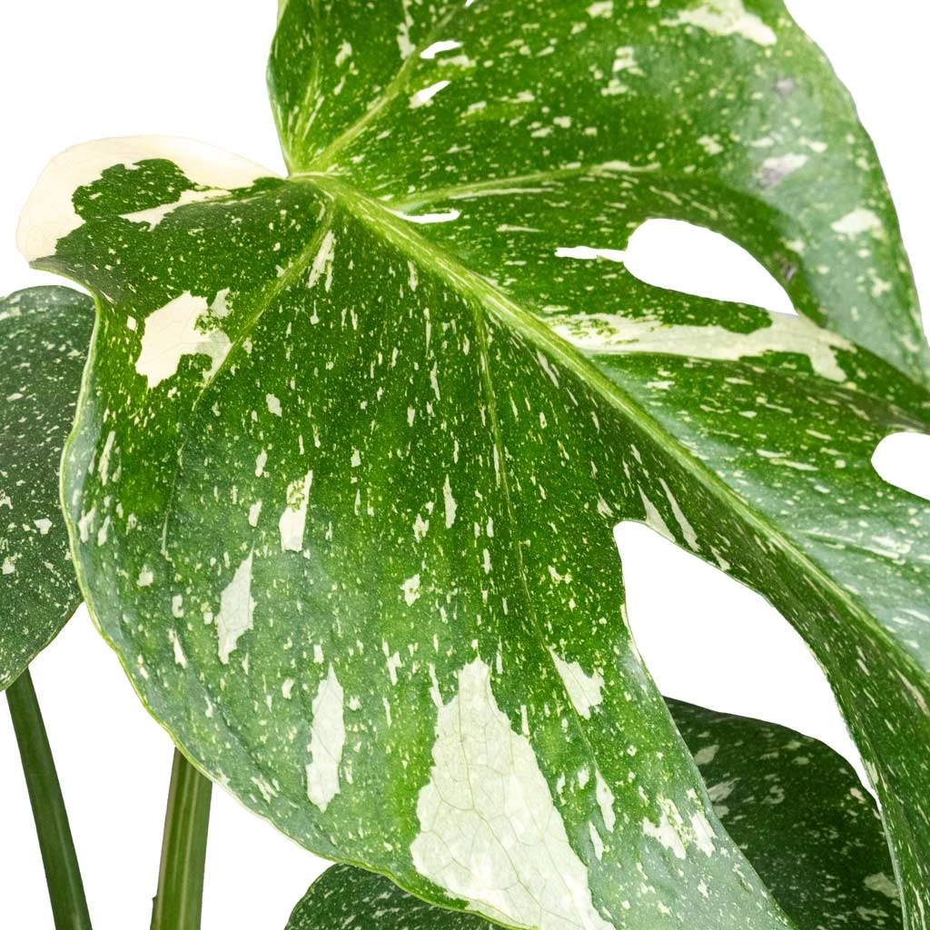 Monstera Deliciosa - Variegated Swiss Cheese Plant 10 Monstera Deliciosa - Variegated Swiss Cheese Plant - Image 8
