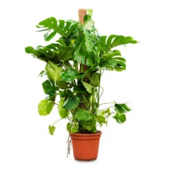 Monstera Deliciosa - Swiss Cheese Plant - Moss Pole 31 Monstera Deliciosa - Swiss Cheese Plant - Moss Pole -Plant Promotion Store Monstera deliciosa moss pole 40x160cm