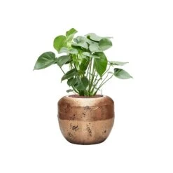 Opus Raw Couple Planter - Gold -Plant Promotion Store Monsteradeliciosa Hydroculture OpusRawCouplePlanter Gold