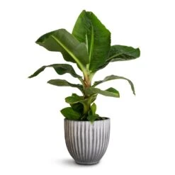 Musa Dwarf Cavendish - Banana Plant -Plant Promotion Store Musa Dwarf Cavendish Banana Plant 17x50cm Lagos Plant Pot Anthracite 20x20cm